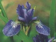 siberia Perry's Blue